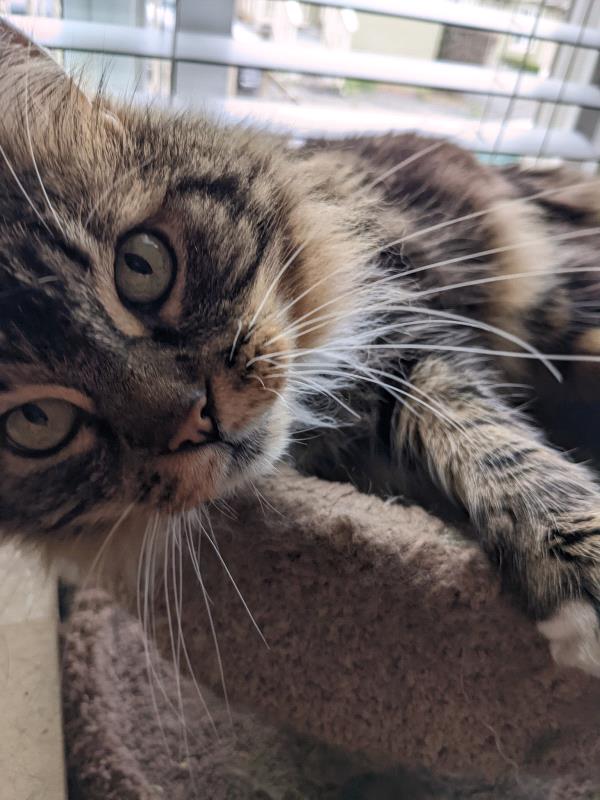/Images/uploads/Canopy Cat Rescue/kittystarofccr/entries/27951thumb.jpg